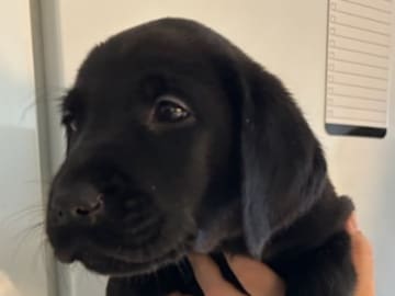 Mitzys retrivers