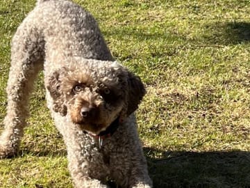 Perro de Agua Espanol · Varnhem · Gyllene Hoppets
