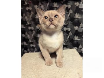 Burma (Sacred Birman) · Hjärup · S*Piapizzi's