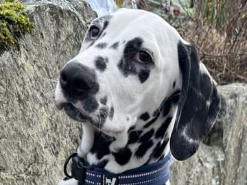 Dalmatian · Frekhaug · Kennel Shospot