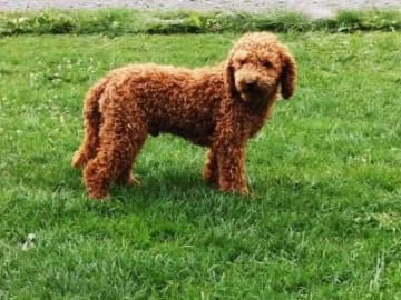 Maltipoo · Hässleholm · Daniela K.