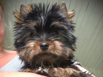 Yorkshire terrier · Årjäng · Bokellas