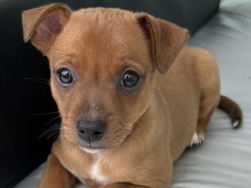 American hairless terrier · Älvsjö · Kennel Atrichos