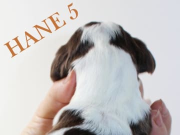 Engelsk springer spaniel · Uppsala · Quality Design