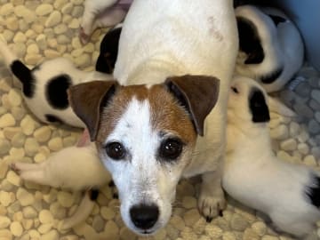 Jack russell terrier · Knivsta · Limelight Kennels