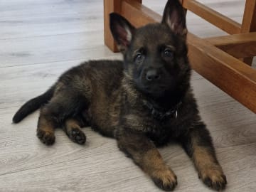 Tysk Schäferhund · Motala · Wezenhof's Kennel