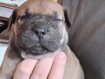Boergarden boerboels