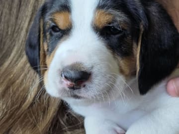 Halden Hound (Haldenstøver) · Tangen · Lykkelosberget