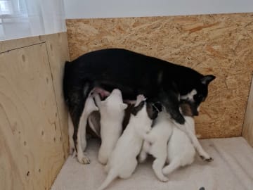 Oreo Teams