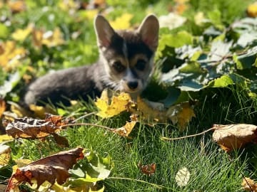 Welsh Corgi Pembroke · Spydeberg · Spydebergspoten