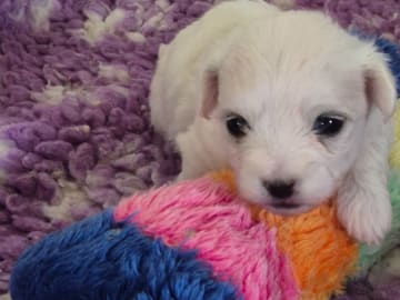 Coton de tulear · Västerljung · River Lake's