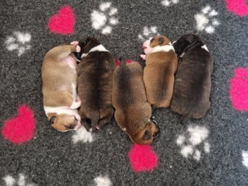 Staffordshire bullterrier · Hallsberg · Quatre Potes