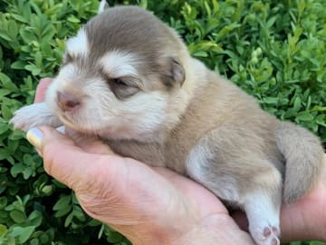 Finsk lapphund · Veberöd · Lejoncrona
