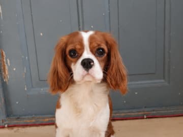 Cavalier King Charles Spaniel · Frillesås · Slätters Ranch