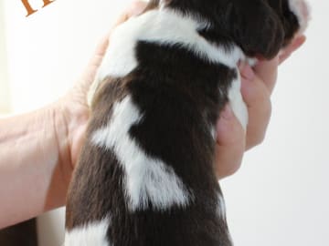 Engelsk springer spaniel · Uppsala · Quality Design