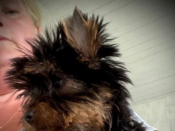 Yorkshire terrier · Årjäng · Bokellas