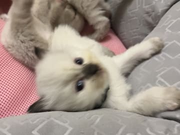 Ragdoll · Flen · Ali M.
