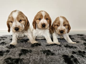 Cocker spaniel · Enhörna · Norris Dream Cocker