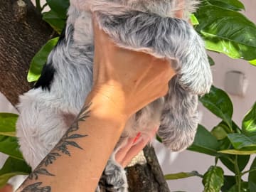 Nederlandse schapendoes · Alcochete · Glissdoes