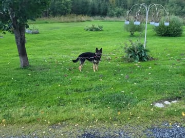 Schäferhund · Kramfors · Divatorpets