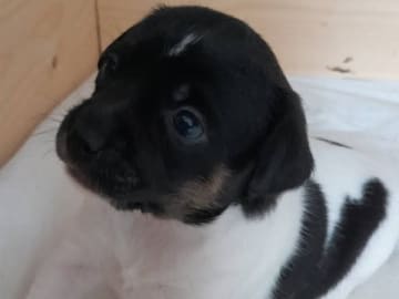 Dansk-svensk gårdshund · Vollsjö · Änghagas DSG