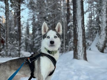 Siberian Husky · Gunnarsbyn · Festina Lente
