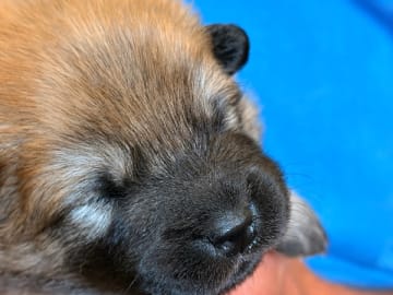 Eurasier · Västerås · Love & Eurasier