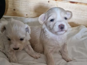 Maltipoo · Torshälla · Maltipoo