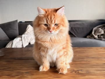 Sibirsk skogkatt · Årsunda · William A.