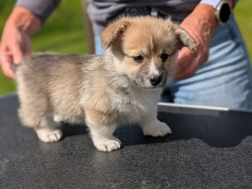 Welsh Corgi Pembroke · Braskereidfoss · Striolin