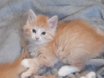 Sibirisk katt · Borlänge · SnowKitten