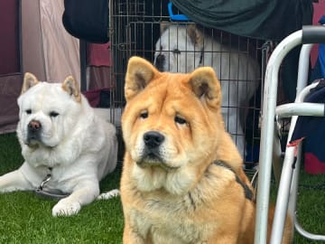 Chow chow · Hedesunda · Chowhill’s