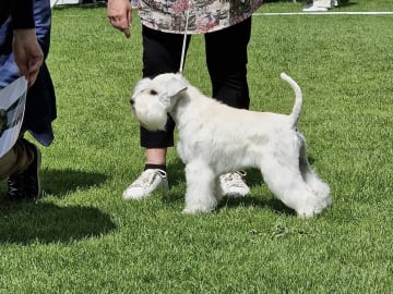 Dvärgschnauzer · Vara · Snowie Shine’s Kennel