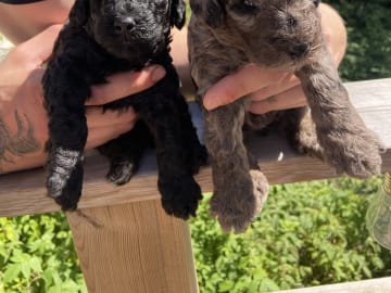 Labradoodle · Nol · Lyckliga Vovven