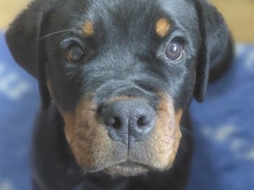 Rottweiler · Burträsk · Lilla Mysans