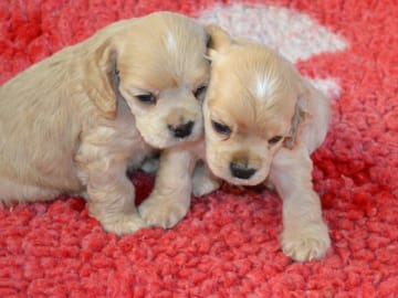 Amerikansk cocker spaniel · Simlångsdalen · Cathrine Uhrberg