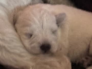 Vit dvärgschnauzer · Svedala · Tabus Dream