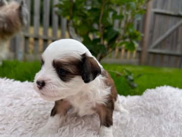 Chinese crested dog · Västerås · Vovverollens
