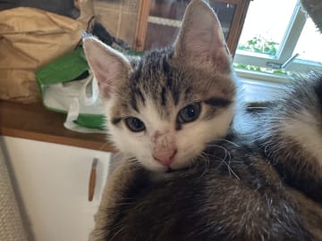 Bondkatt · Sävsjö · Zsolt H.