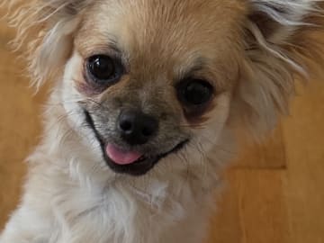 Chihuahua · Landeryd · Mini chipette