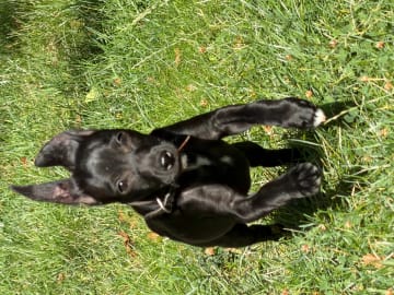 Xoloitzcuintle · Oslo · Junilooney