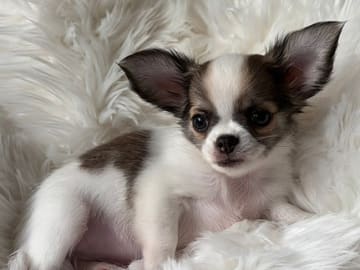 Chihuahua · Jonsvatnet · Sissel Bergdal