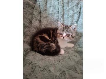Exotic Shorthair · Kinnarp · S*Yomano's