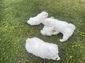 Bichon frisé · Staffanstorp · Ana K.