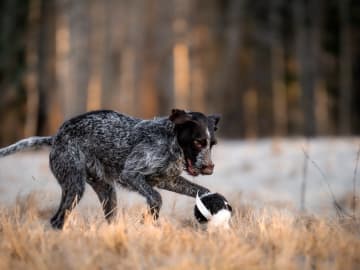 Vorstehhund · Fjugesta · For The Win