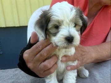 Tibetansk terrier · Ydre · Zelandonis
