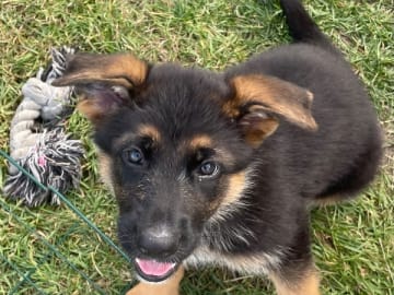 Tysk Schäferhund · Marieholm · Birgdahls