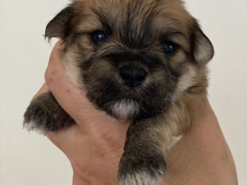 Bichon havanais · Tjele · Gaastedhøj