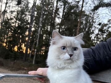 Ragdoll · Olofström · Doria B.