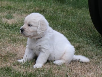 Golden retriever · Torup · Canagold's